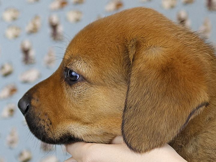 chinook puppy